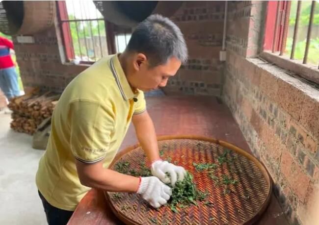 关于明前茶飘香,走,一起到茶园看看的信息(3)