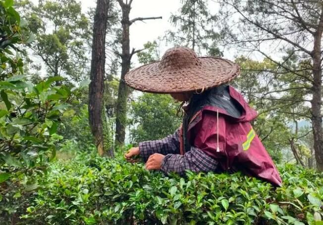 关于明前茶飘香,走,一起到茶园看看的信息(1)