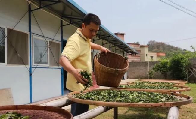 关于明前茶飘香,走,一起到茶园看看的信息(2)