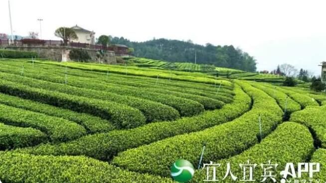 有关于高县:春风绿新芽 春茶产销旺的信息(5)