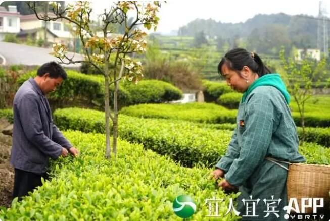 有关于高县:春风绿新芽 春茶产销旺的信息(1)