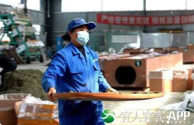 有关于高县:春风绿新芽 春茶产销旺的信息(3)