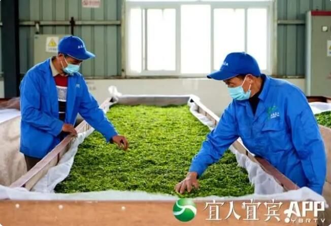 有关于高县:春风绿新芽 春茶产销旺的信息(2)