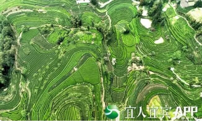 有关于高县:春风绿新芽 春茶产销旺的信息