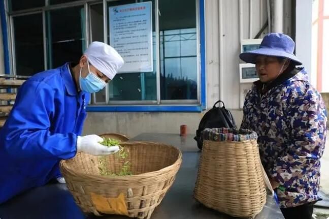 有关于观山湖区：神鹊茶场采茶忙 不负春光好时节的相关信息(3)