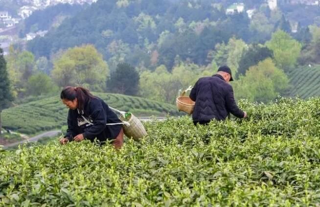 有关于观山湖区：神鹊茶场采茶忙 不负春光好时节的相关信息(1)