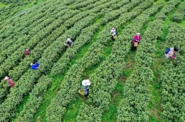 有关于观山湖区：神鹊茶场采茶忙 不负春光好时节的相关信息