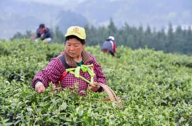 有关于观山湖区：神鹊茶场采茶忙 不负春光好时节的相关信息(2)