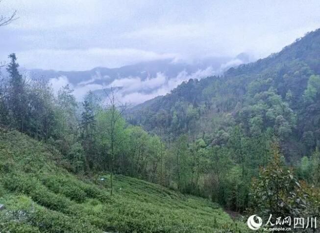 有关于做足“茶文章” 农旅融合助推汶川乡村振兴“一路飘香”的信息(1)