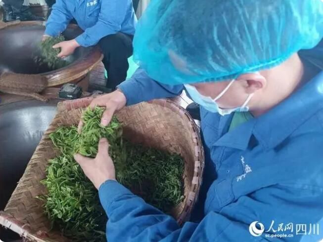 有关于做足“茶文章” 农旅融合助推汶川乡村振兴“一路飘香”的信息(2)