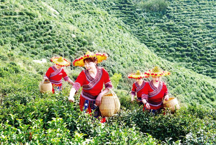 有关于随县草店镇：乡村合作公司助力茶产业高质量发展的信息