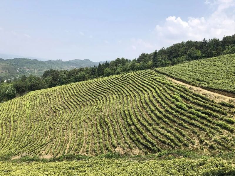 有关于预计2万斤 邻水新春第一茬白茶嫩芽开采的相关信息