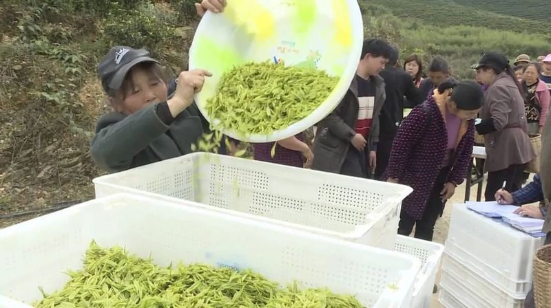 有关于预计2万斤 邻水新春第一茬白茶嫩芽开采的相关信息(4)
