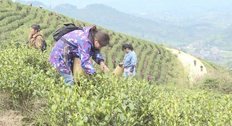 有关于预计2万斤 邻水新春第一茬白茶嫩芽开采的相关信息(5)