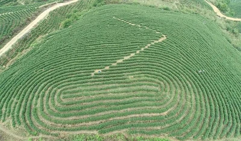 有关于预计2万斤 邻水新春第一茬白茶嫩芽开采的相关信息(2)