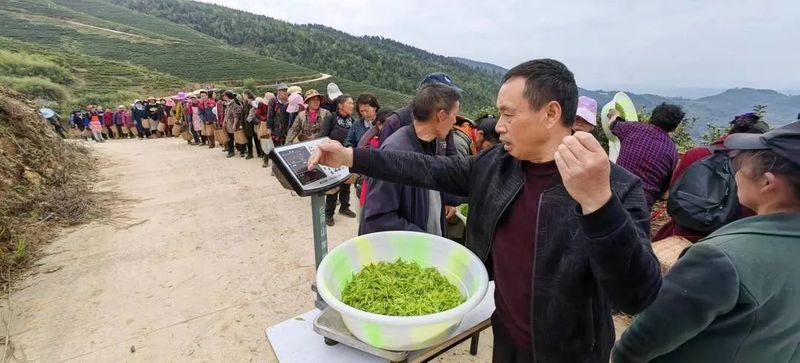 有关于预计2万斤 邻水新春第一茬白茶嫩芽开采的相关信息(1)