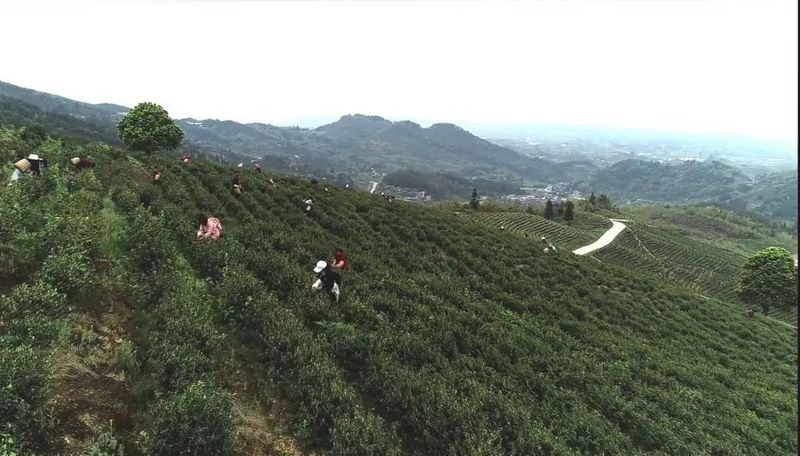 有关于预计2万斤 邻水新春第一茬白茶嫩芽开采的相关信息(3)