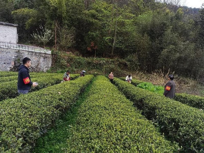 关于湄潭复兴镇“护茶先锋”:“志愿红”守护“春茶绿”的相关信息