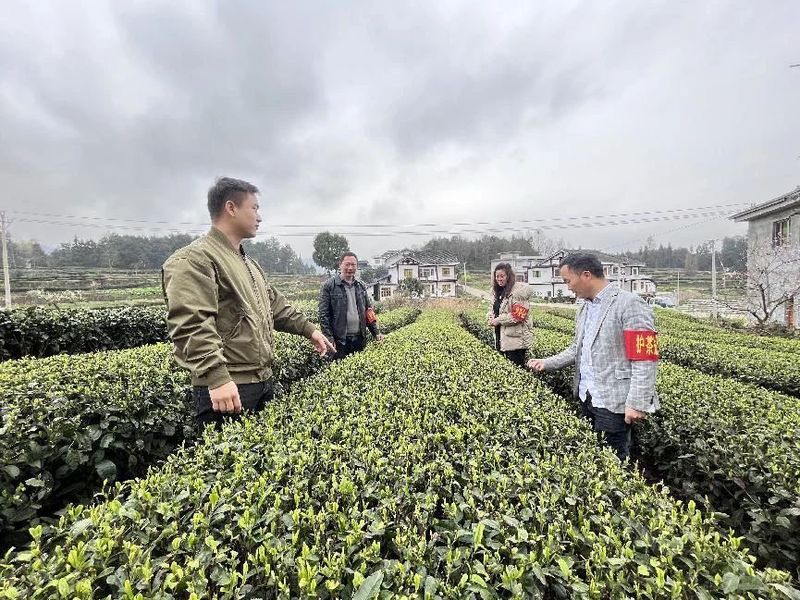 关于湄潭复兴镇“护茶先锋”:“志愿红”守护“春茶绿”的相关信息(1)
