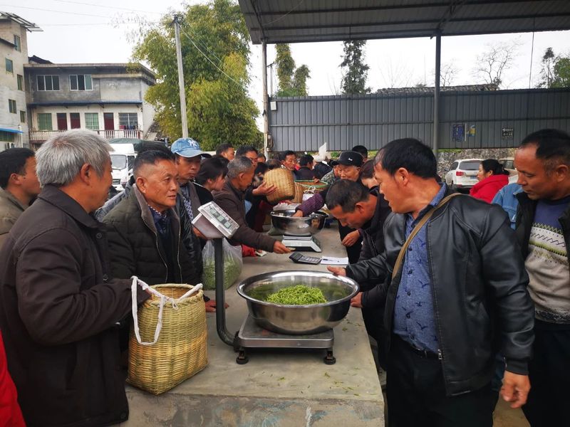 关于湄潭复兴镇“护茶先锋”:“志愿红”守护“春茶绿”的相关信息(2)