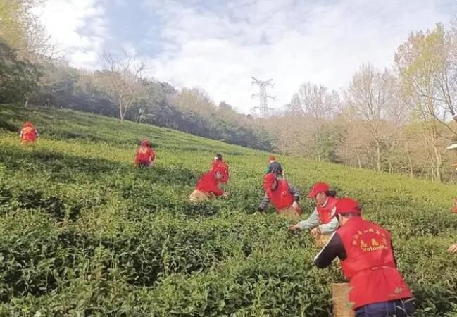 有关于普陀：志愿者助农 采春茶的相关信息