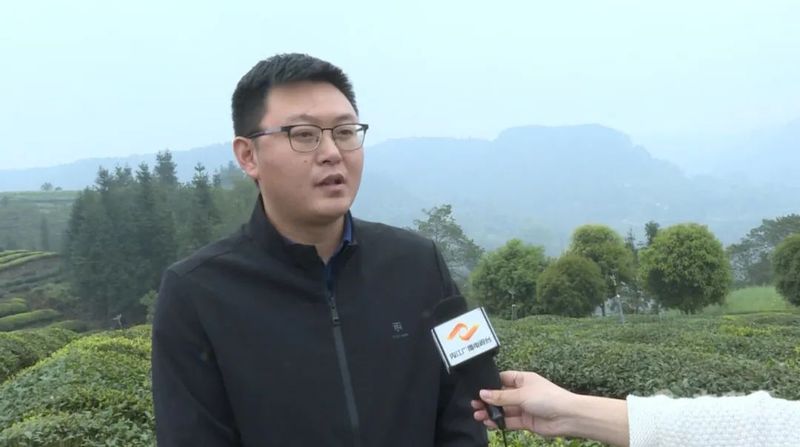 关于“以茶为媒”!内江这里举办首届采茶节的信息(5)