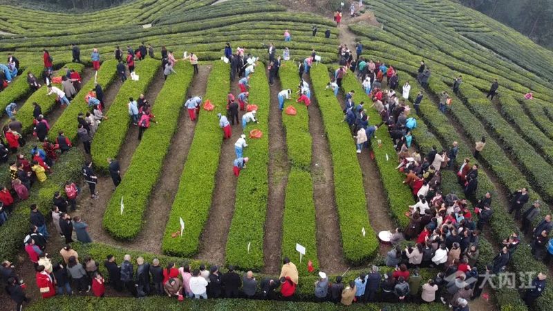 关于“以茶为媒”!内江这里举办首届采茶节的信息(1)