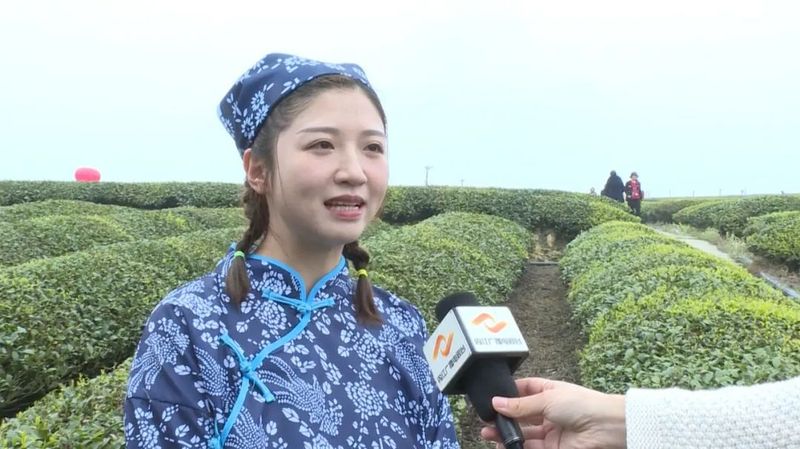 关于“以茶为媒”!内江这里举办首届采茶节的信息(3)