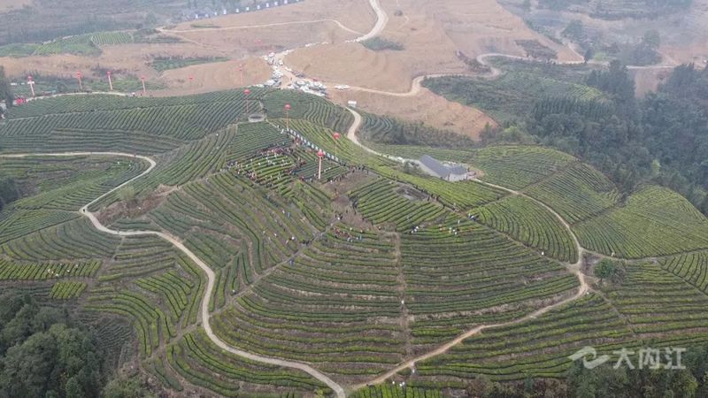 关于“以茶为媒”!内江这里举办首届采茶节的信息(4)