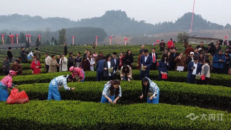 关于“以茶为媒”!内江这里举办首届采茶节的信息