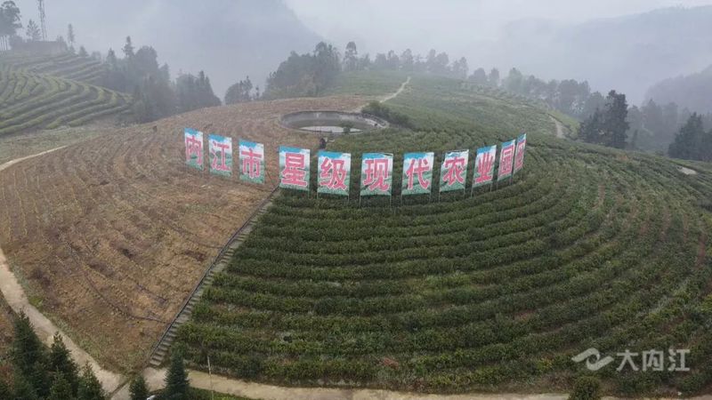 关于“以茶为媒”!内江这里举办首届采茶节的信息(6)