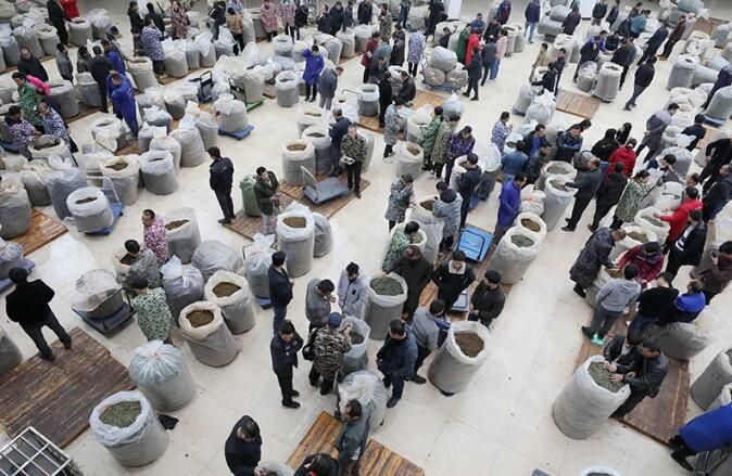 关于广西三江：侗乡春茶产销旺的消息(1)