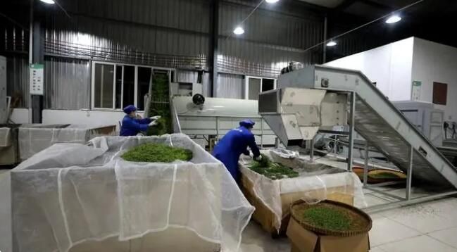 有关于雷山：茶产业“联建”添活力 打造共富“朋友圈”的消息(18)