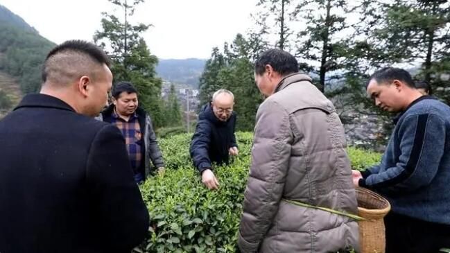 有关于雷山：茶产业“联建”添活力 打造共富“朋友圈”的消息(13)