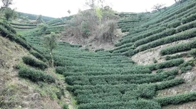 有关于雷山：茶产业“联建”添活力 打造共富“朋友圈”的消息(9)