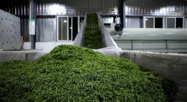 有关于雷山：茶产业“联建”添活力 打造共富“朋友圈”的消息(17)