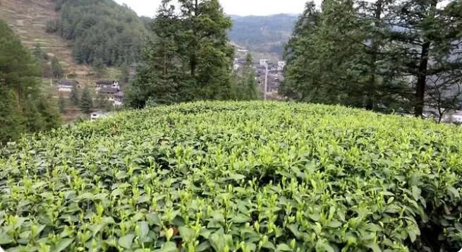 有关于雷山：茶产业“联建”添活力 打造共富“朋友圈”的消息(3)