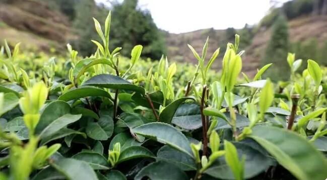 有关于雷山：茶产业“联建”添活力 打造共富“朋友圈”的消息(10)