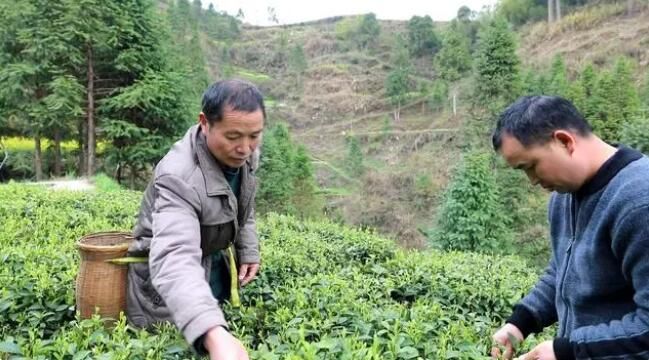 有关于雷山：茶产业“联建”添活力 打造共富“朋友圈”的消息(4)