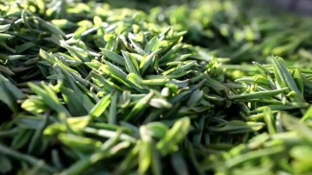 有关于雷山：茶产业“联建”添活力 打造共富“朋友圈”的消息(21)