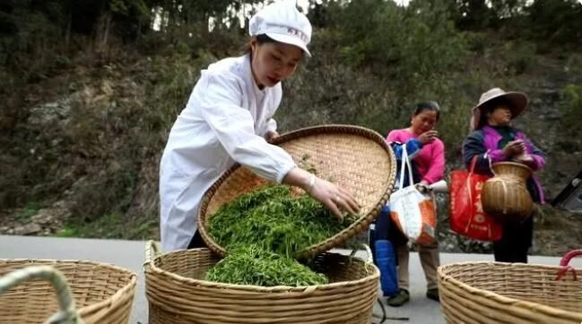 有关于雷山：茶产业“联建”添活力 打造共富“朋友圈”的消息(15)