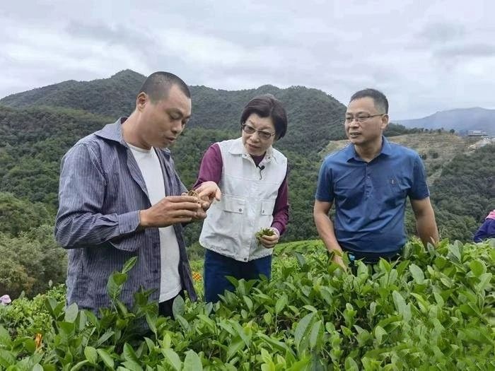 有关于虫与叶的“邂逅”台湾东方美人茶香两岸的最新消息