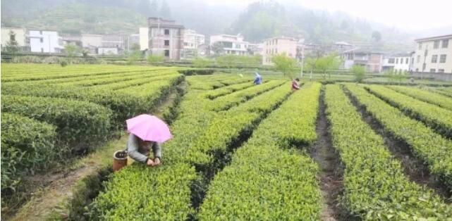 有关于汝城县春茶吐新芽 采摘正当时的相关信息(1)