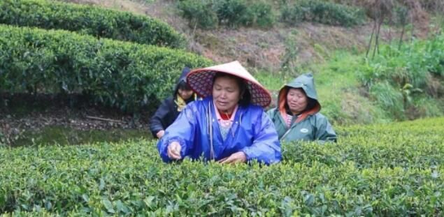 有关于汝城县春茶吐新芽 采摘正当时的相关信息(2)