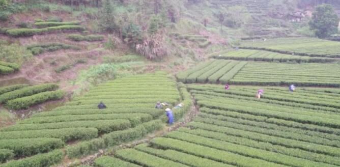 有关于汝城县春茶吐新芽 采摘正当时的相关信息