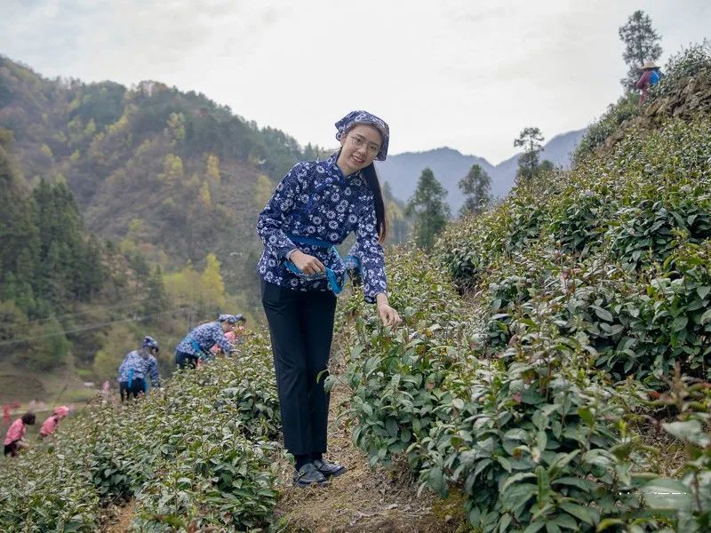 有关于乡村行走：象园沟里采茶忙的信息(8)