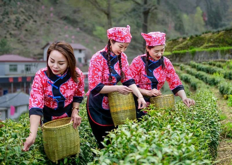 有关于乡村行走：象园沟里采茶忙的信息(5)