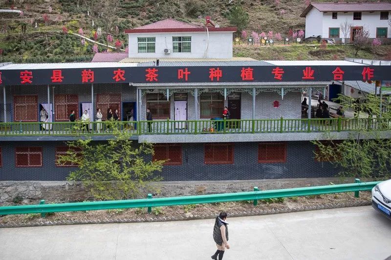 有关于乡村行走：象园沟里采茶忙的信息(12)