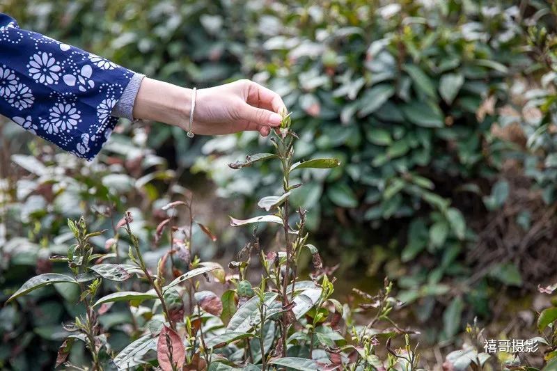 有关于乡村行走：象园沟里采茶忙的信息(7)