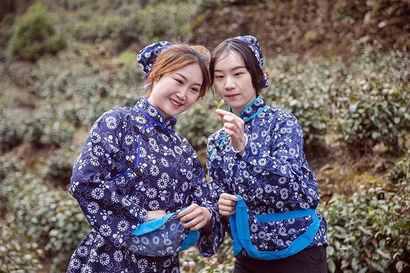 有关于乡村行走：象园沟里采茶忙的信息